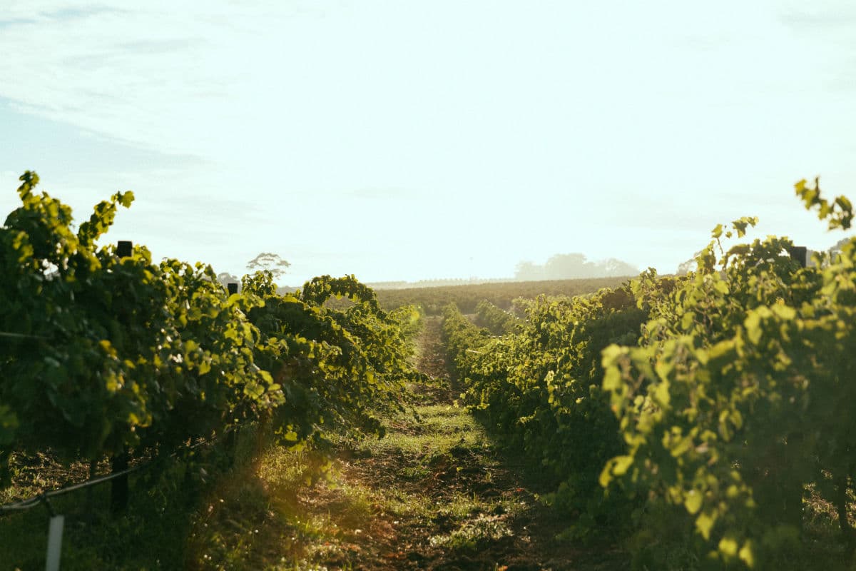 Angove winery
