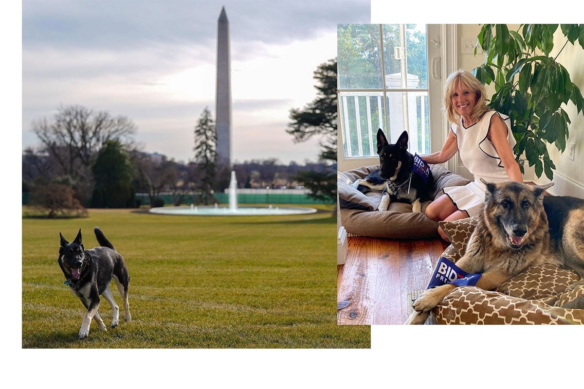 Joe Biden dogs White House
