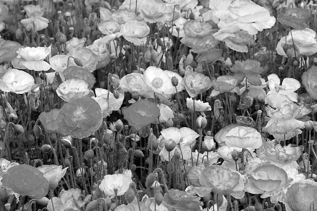 what is tall poppy syndrome